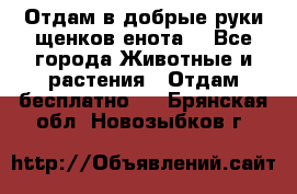 Отдам в добрые руки щенков енота. - Все города Животные и растения » Отдам бесплатно   . Брянская обл.,Новозыбков г.